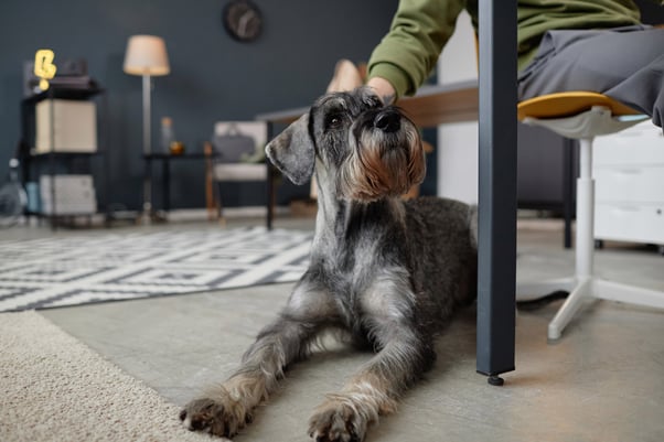 Schnauzer dog laying on office floor.