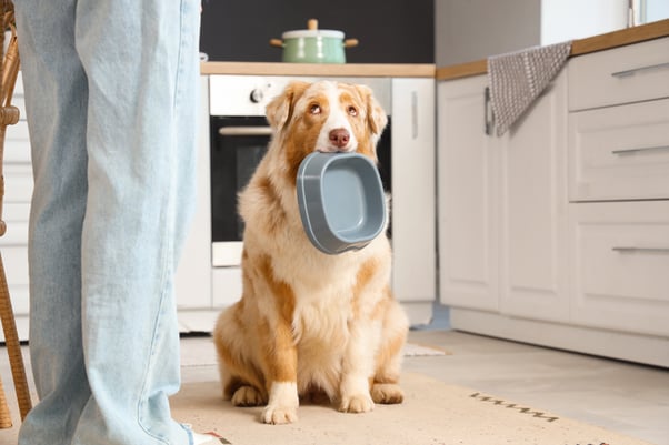 Australian Shepherd dog sitting in a kitchen while carrying a food bowl in their mouth.