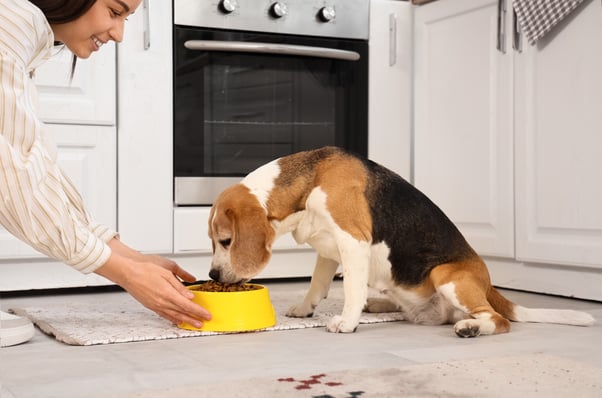 Dog sitter feeding a dog their food.