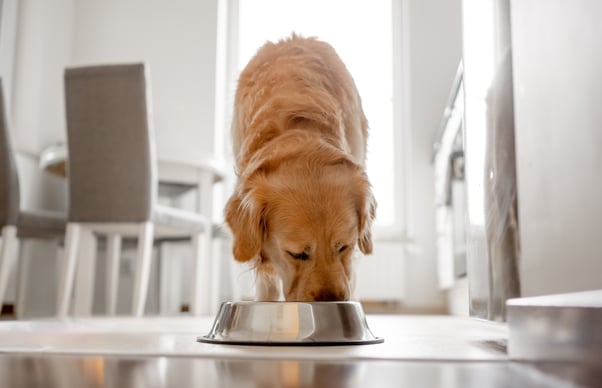 Golden retriever in a kitchen eating from a metal bowl.