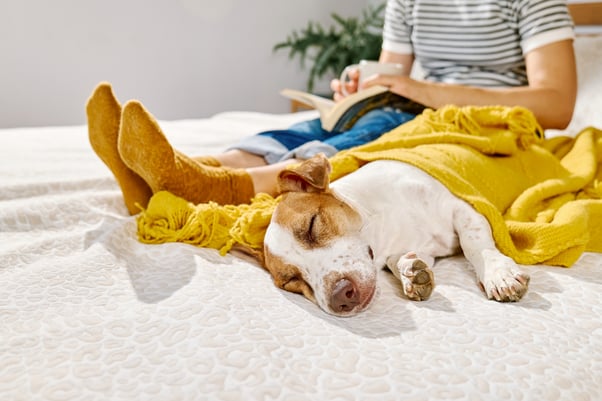 Dog lying asleep on sofa under a blanket next to owner reading.