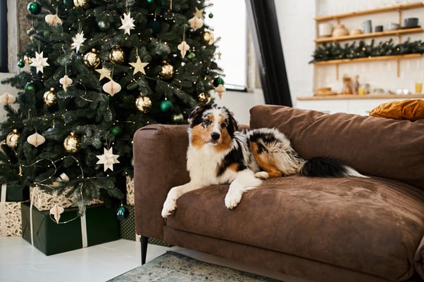 Australian Shepherd dog sat calmly on a sofa next to a Christmas tree.