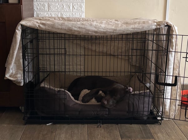 Puppy curled up in a dog bed in a crate covered with a blanket.