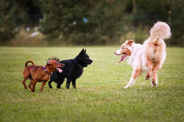 Trio of dogs playing together.