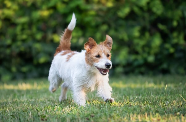 Small Jack Russell Terrier running in a grassy garden.