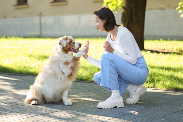 Australian Shepherd dog high-fiving a laughing woman outdoors.
