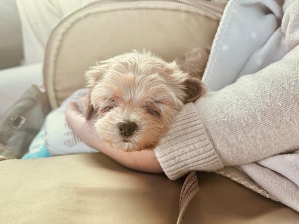 Puppy sleeping on a human’s arm.