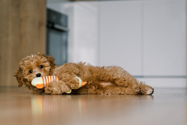 Maltipoo puppy lying on the floor, playfully chewing a plush toy.