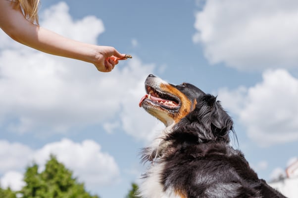 Person feeding a happy dog a treat outdoors against a bright blue sky.