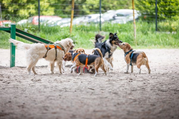 Group of dogs interacting with each other in a play park.