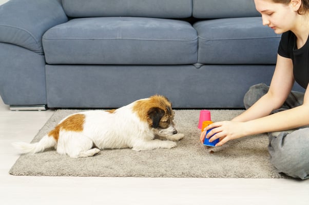 Dog laying on the floor playing a scent trail game with their human.