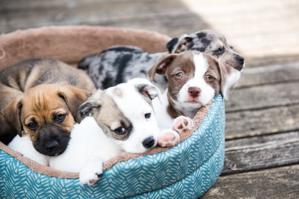 A dog bed with four distinct-looking puppies.