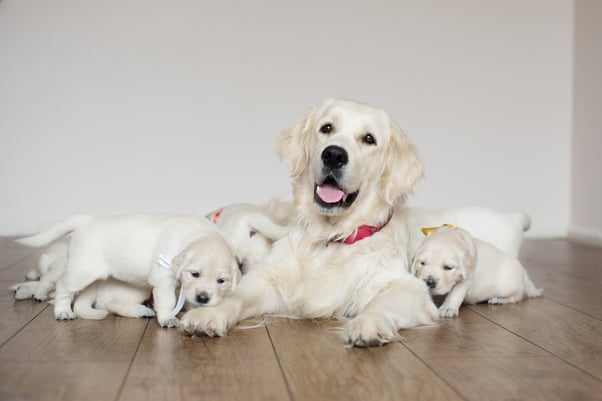 Golden Retriever mother with her puppies.