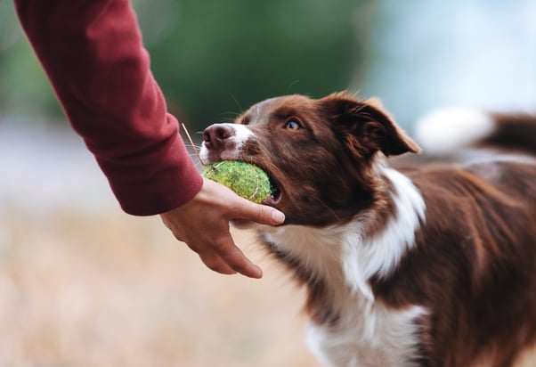 Border collie giving human a ball.