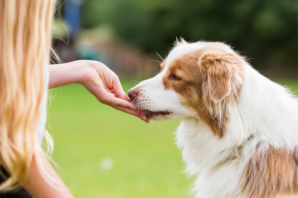 Woman feeding shepherd dog treats on walk.