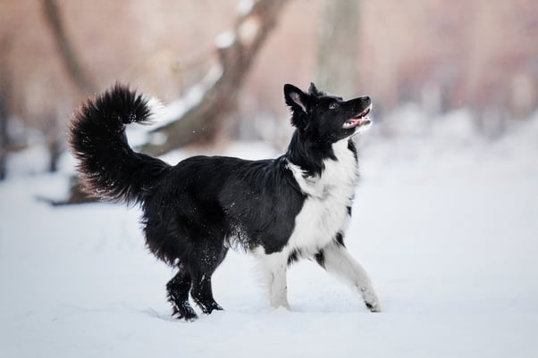 Border Collie dog enjoying the snow.