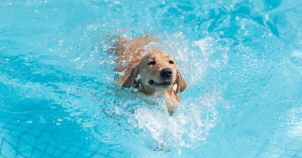 Cachorro nadando em uma piscina