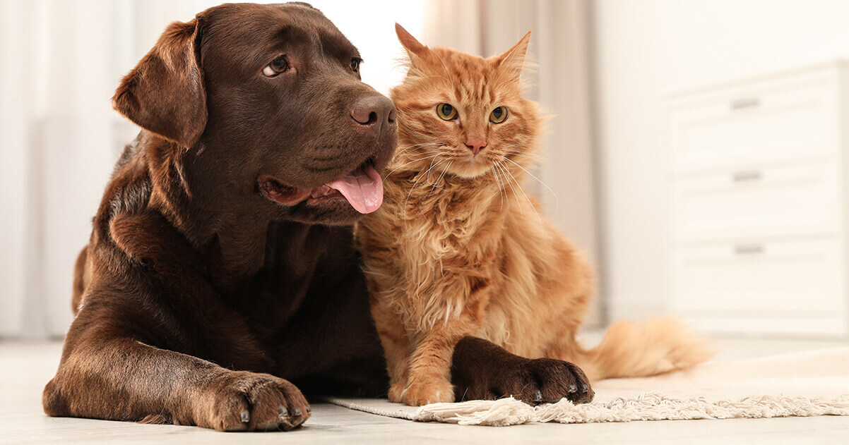 Hund und Katze sitzen nebeneinander