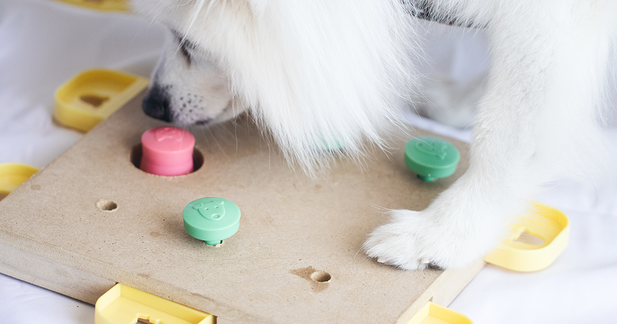 Cane bianco che gioca con una mangiatoia per puzzle.