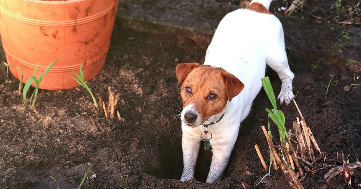 Cane che scava una buca nel giardino.