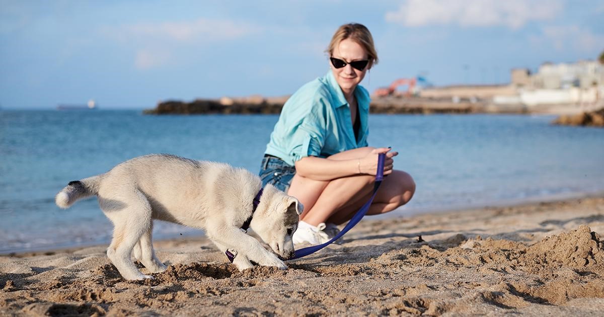 Cane che scava una buca sulla spiaggia.