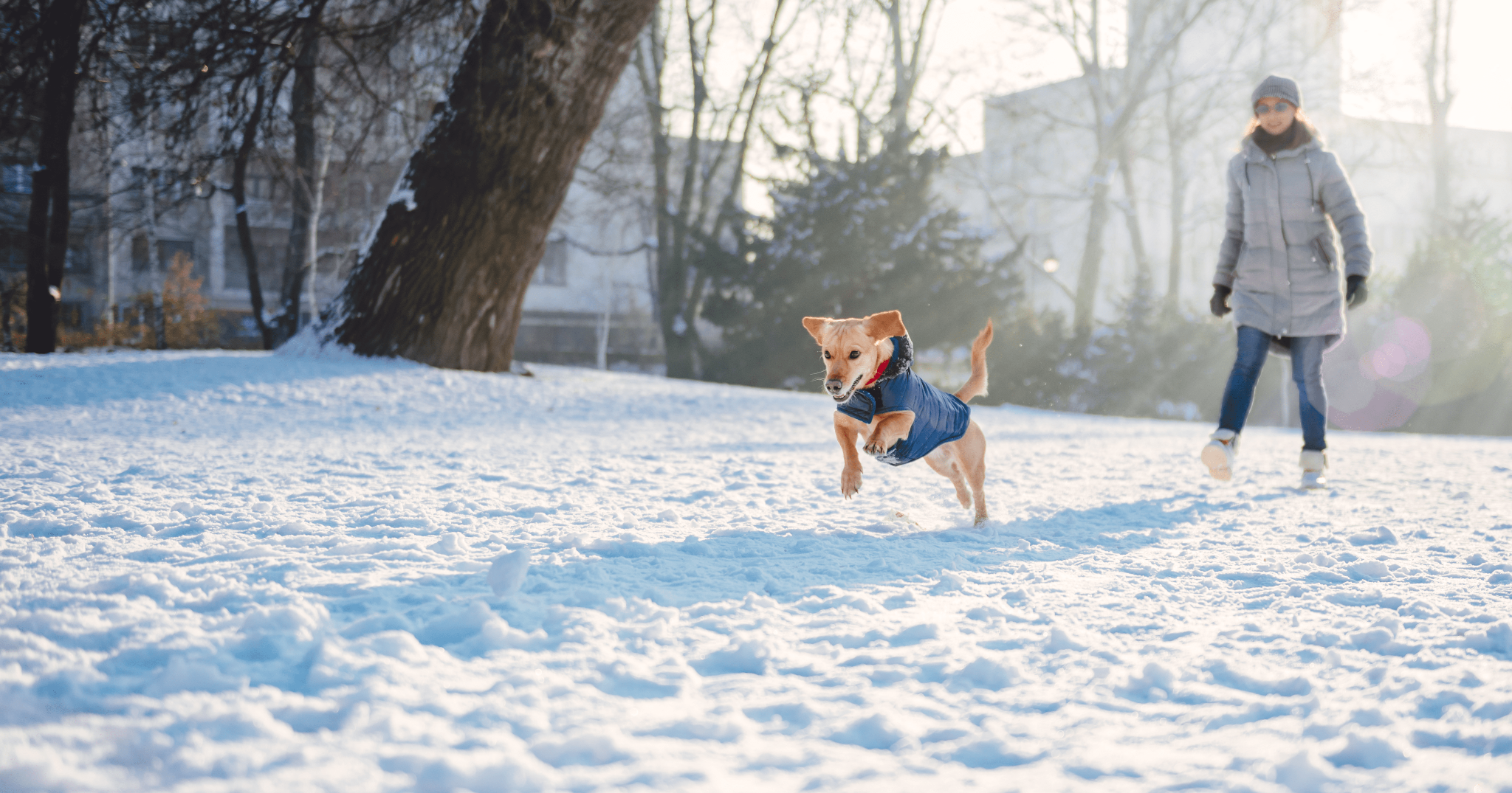 Come proteggere il cane in inverno
