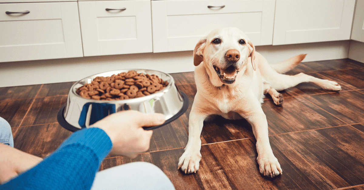 Come rendere felice un cane