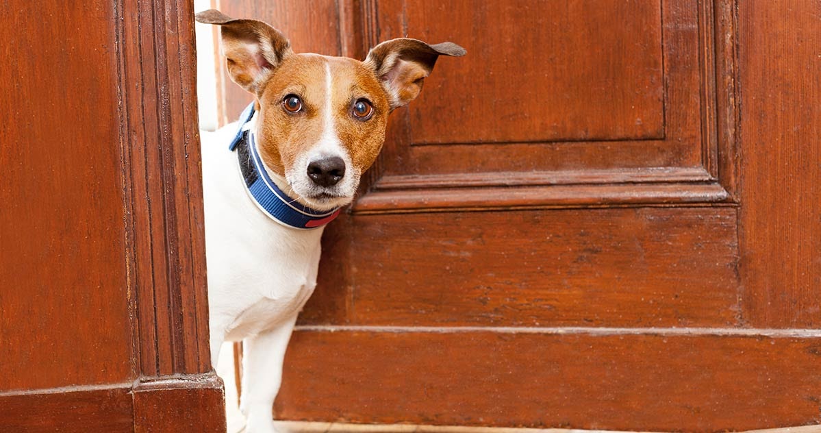 get your dog comfortable with closed doors