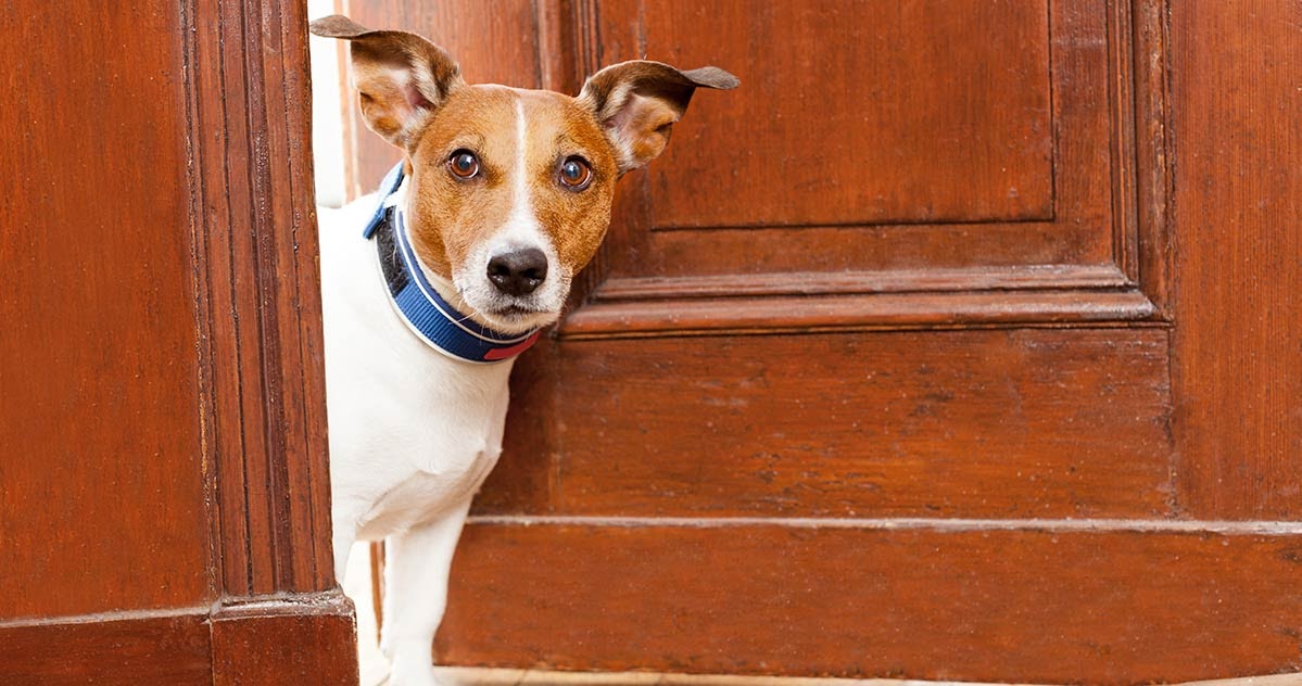 causas de ansiedade em cães