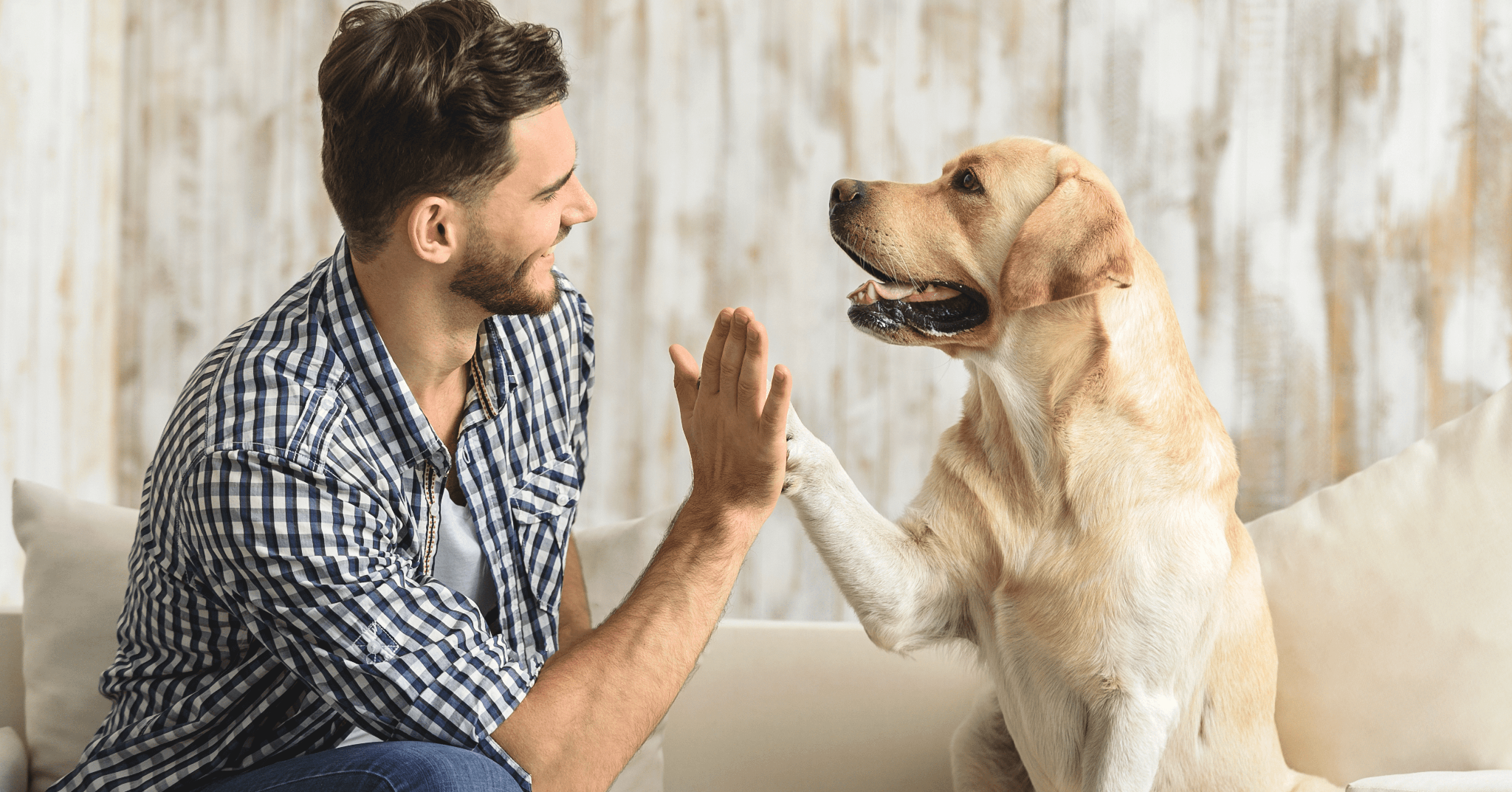 Cosa fare per calmare un cane nervoso