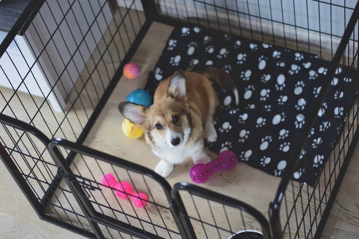 Crate training your puppy_2-3