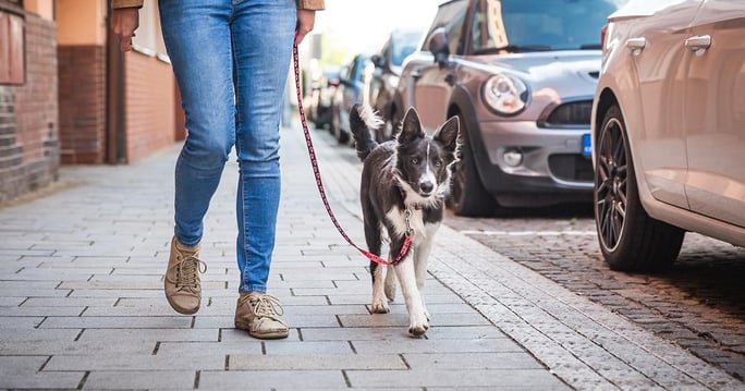 Cucciolo di border collie che impara a camminare al guinzaglio in una città.