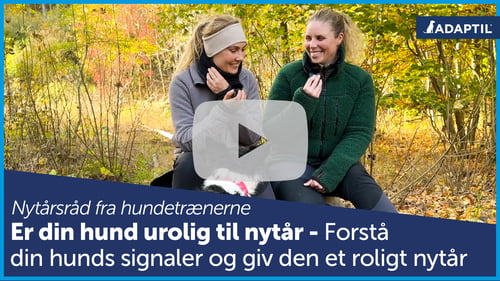 Bliv klar til nytårsaften med hund - hundetrænerne giver gode råd