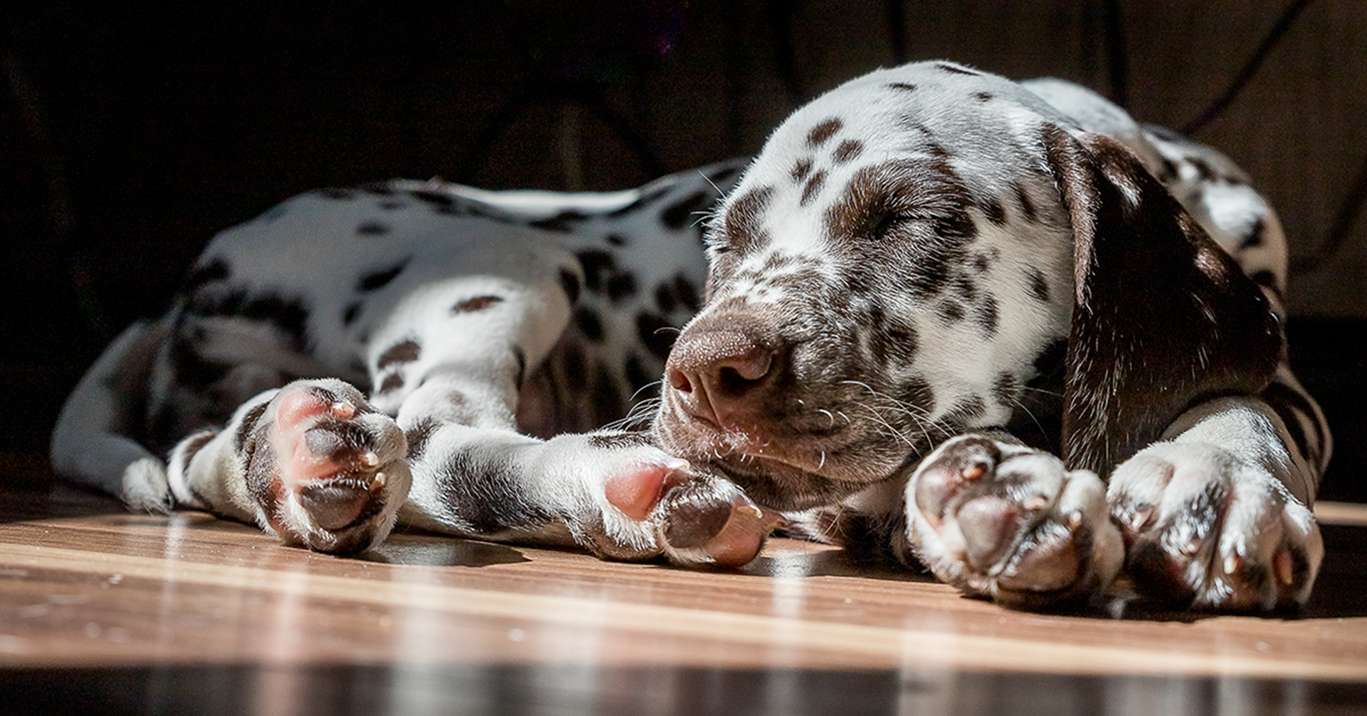 Dalmata com manchas marrom tomando banho de sol