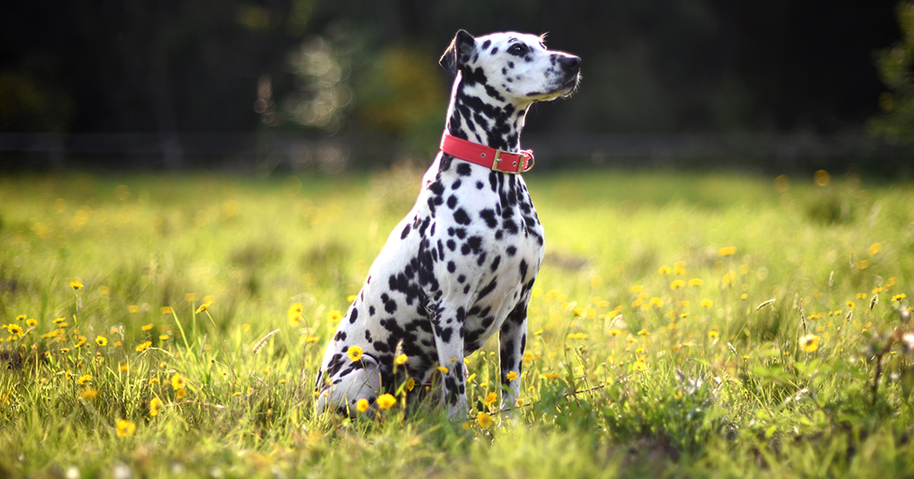 Dalmatian com um colar vermelho