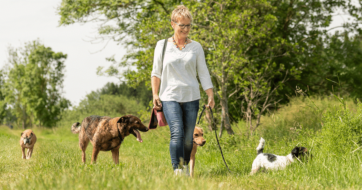 Diversi cani che passeggiano con il loro proprietario in un ambiente erboso allaperto.