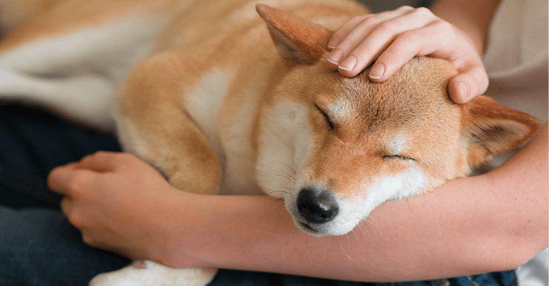 Dog_sleeping