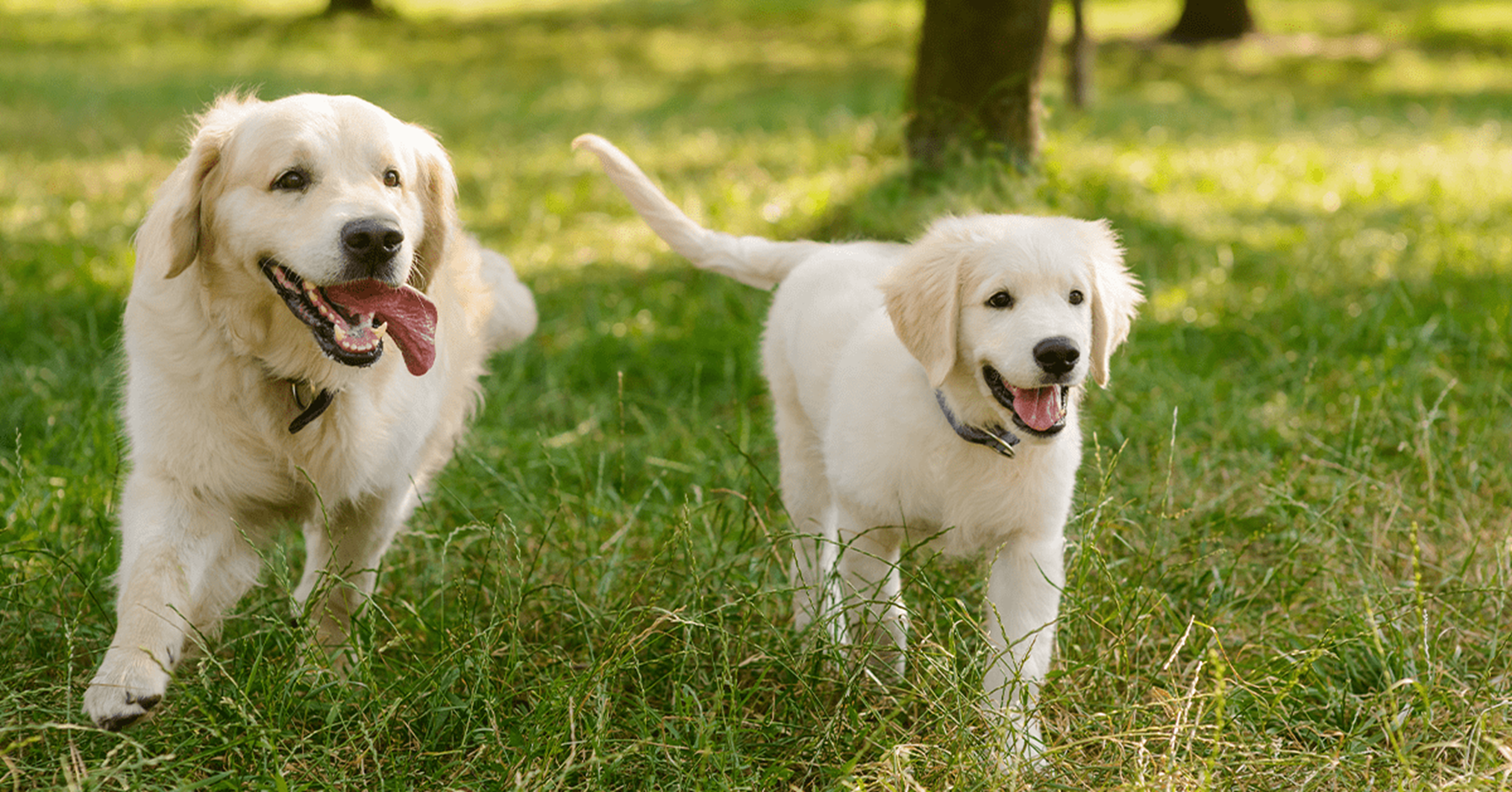 Dois cães brincando em um campo gramado
