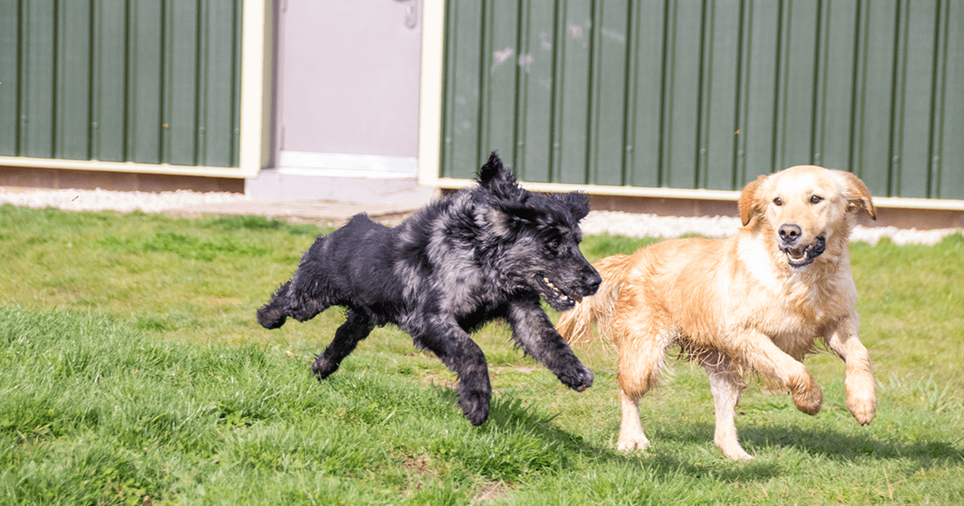 Dois cães correndo em um campo gramado.