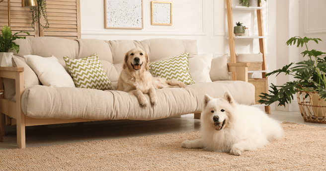 Dois cães felizes sentados em uma casa elegante