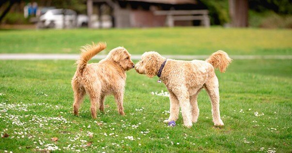 Dois cães sendo apresentados em um parque