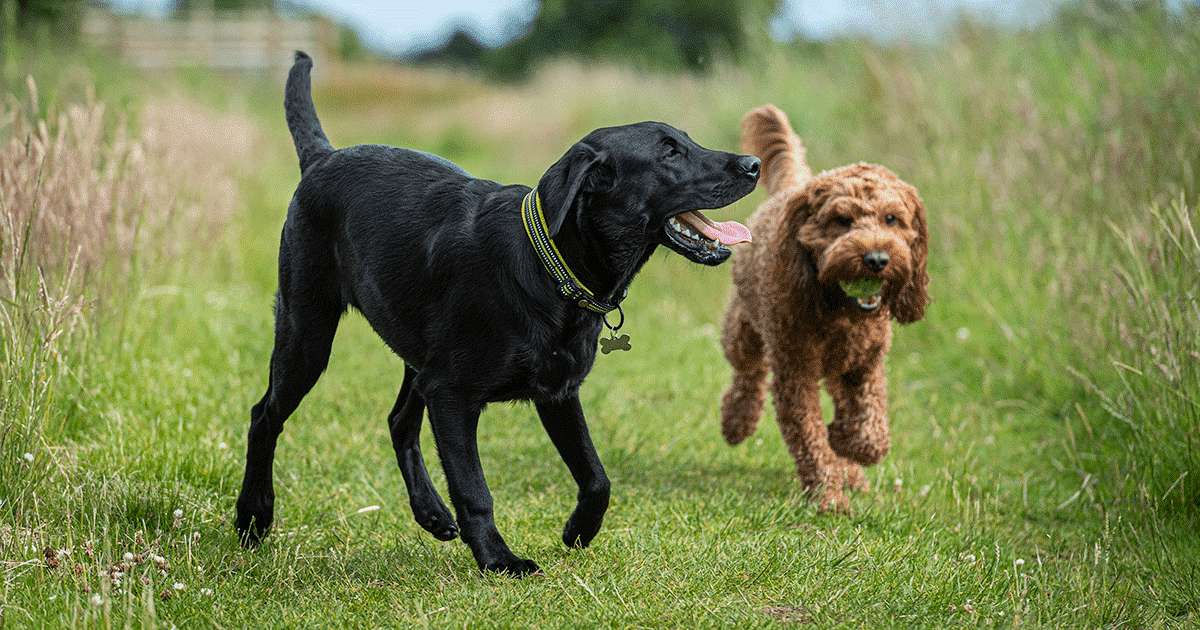 Due cani che giocano insieme.
