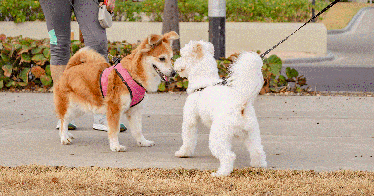 Due cani che si incontrano allaperto.