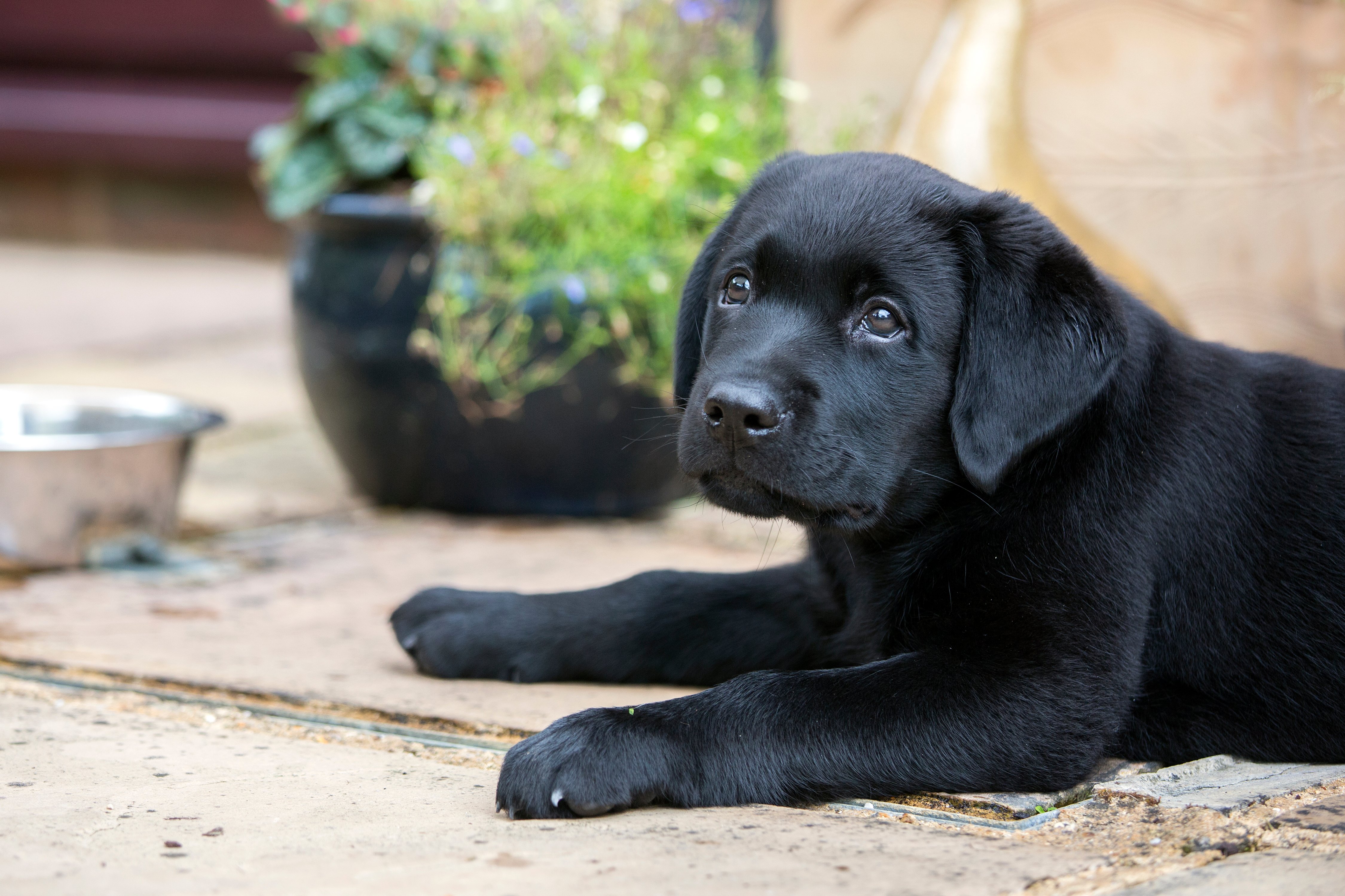 Expert Q&A How to help your puppy settle into their new home editorial MC 160218-03