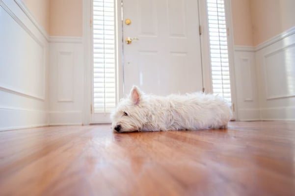 chien blanc couché devant la porte d'entrée