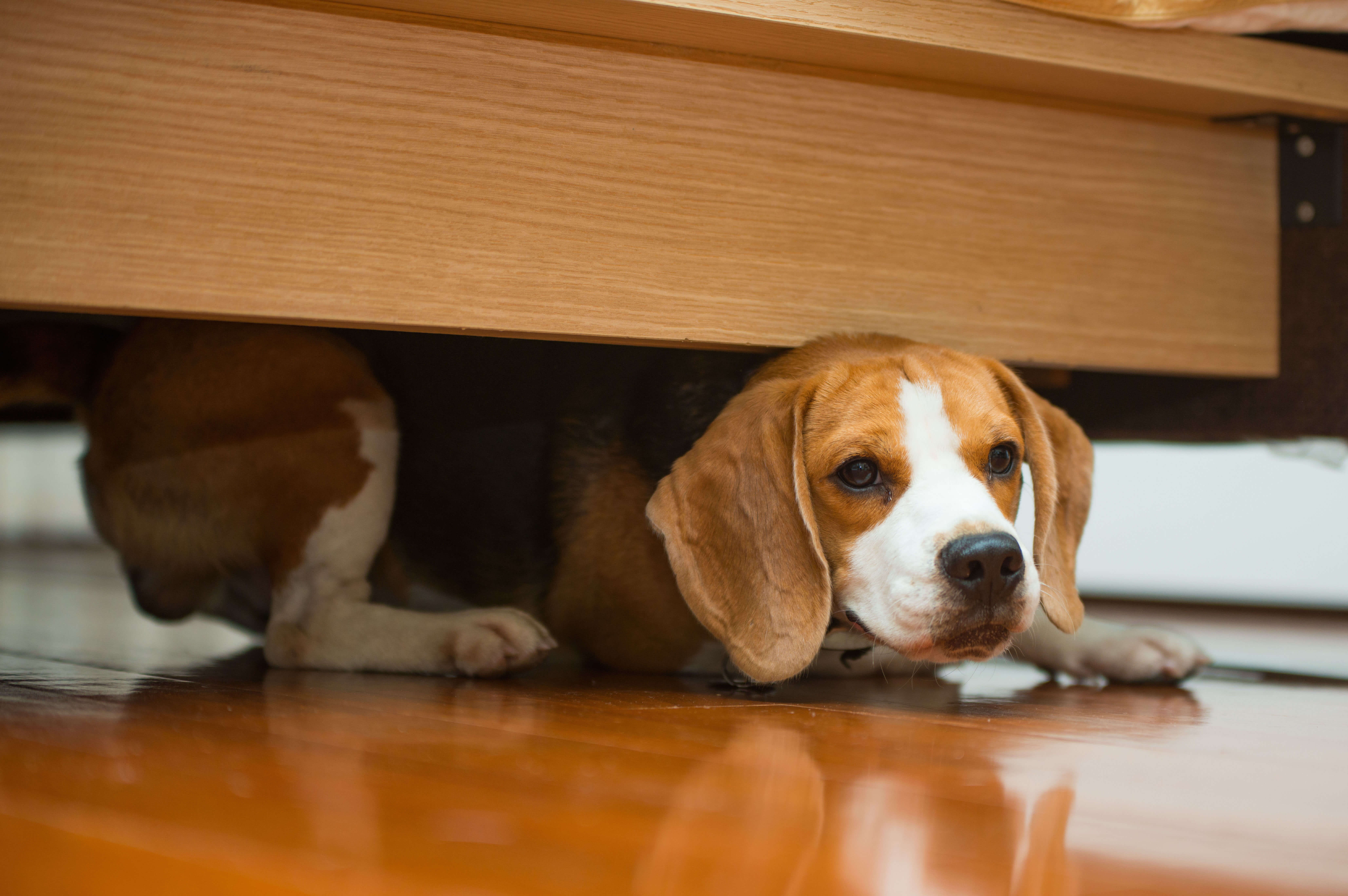 Hund hat Angst vor Gewitter versteckt sich unter Bett