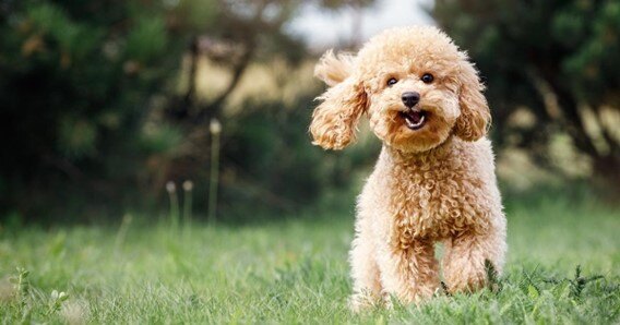 Filhote de cachorro Poodle correndo na grama