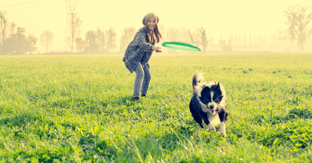 Frau spielt mit Hund Frisbee auf Wiese