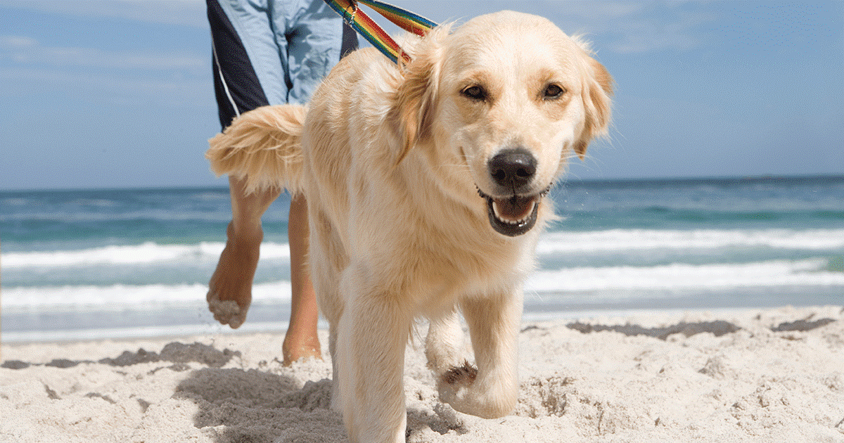Giovane cane adolescente che si diverte con il suo proprietario in spiaggia.