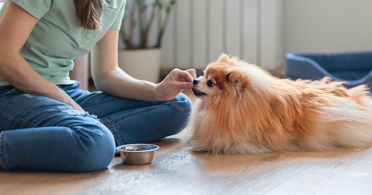 Giovane donna che dà da mangiare a un simpatico cane allinterno.